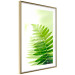Wall Poster Fern - natural plant with fern leaves on a green glow background 126828 additionalThumb 7