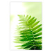 Wall Poster Fern - natural plant with fern leaves on a green glow background 126828