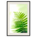 Wall Poster Fern - natural plant with fern leaves on a green glow background 126828 additionalThumb 19