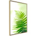 Wall Poster Fern - natural plant with fern leaves on a green glow background 126828 additionalThumb 12