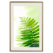 Wall Poster Fern - natural plant with fern leaves on a green glow background 126828 additionalThumb 20