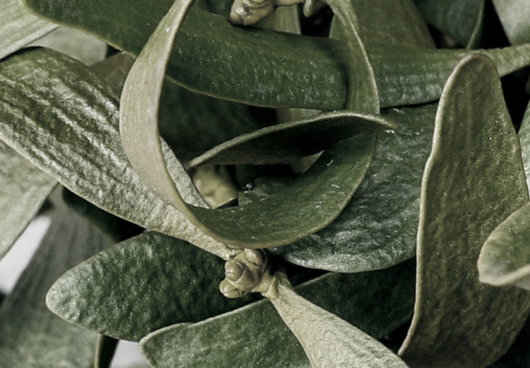 Canvas Mistletoe leaves - winter, botanical photography on white background 130728 additionalImage 5