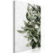 Canvas Mistletoe leaves - winter, botanical photography on white background 130728 additionalThumb 2