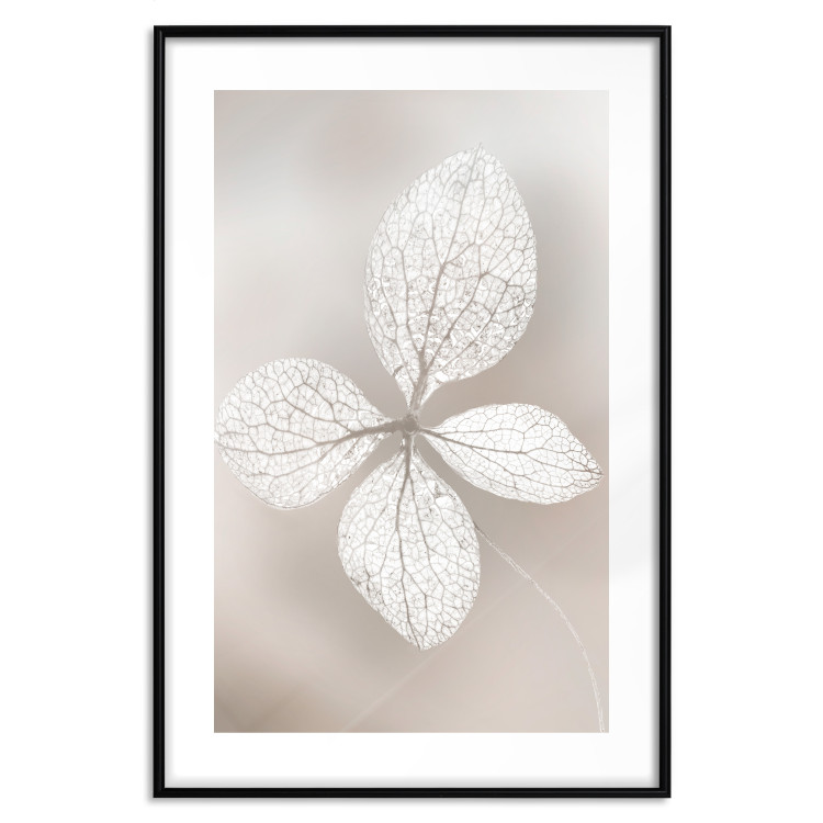 Wall Poster Lacy Beauty - bright composition with a plant with translucent leaves 135828 additionalImage 3