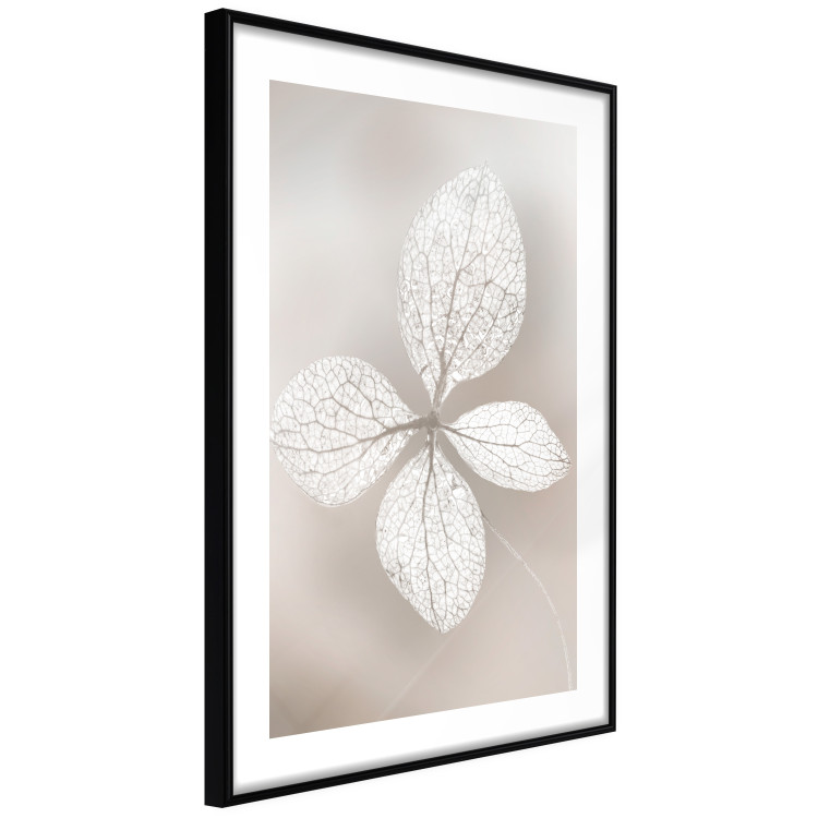 Wall Poster Lacy Beauty - bright composition with a plant with translucent leaves 135828 additionalImage 23