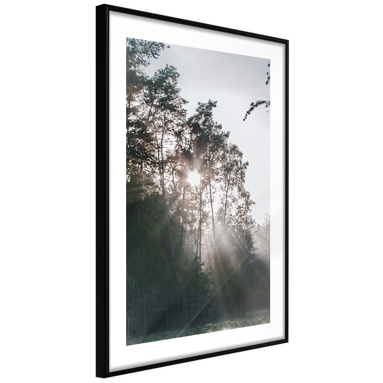 Poster New Hope - forest landscape among trees with sunrise in the background 137228 additionalImage 4