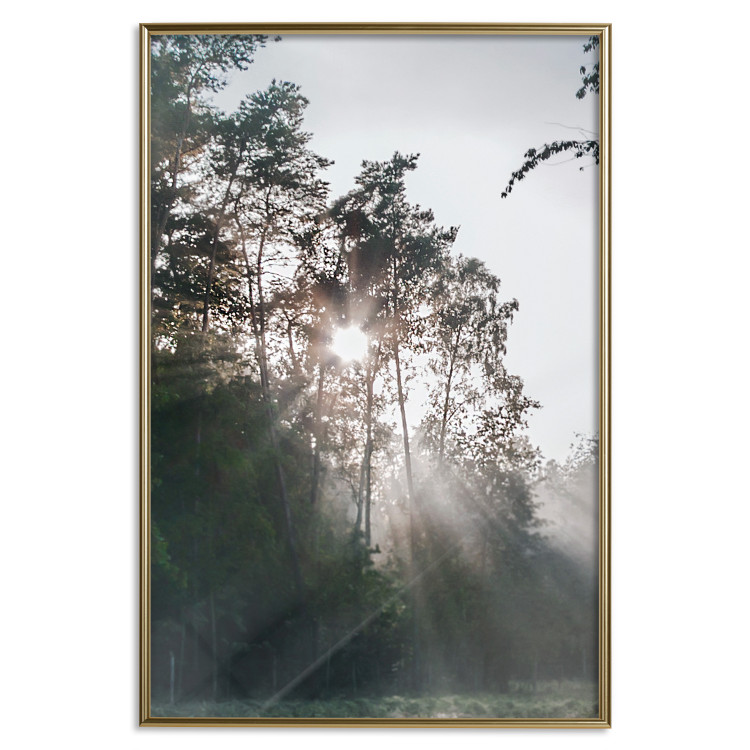 Poster New Hope - forest landscape among trees with sunrise in the background 137228 additionalImage 11
