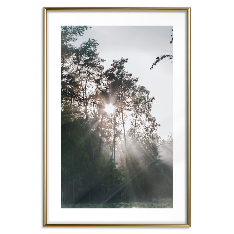 Poster New Hope - forest landscape among trees with sunrise in the background 137228 additionalImage 16