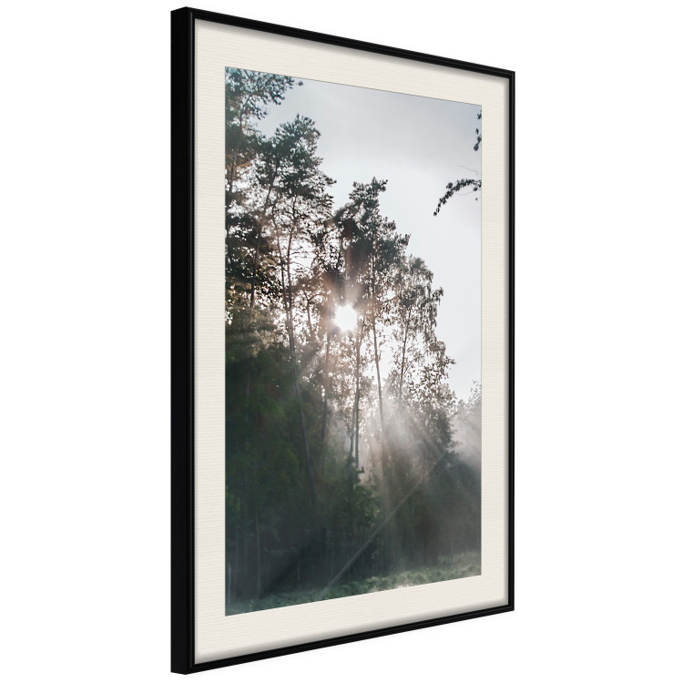 Poster New Hope - forest landscape among trees with sunrise in the background 137228 additionalImage 8