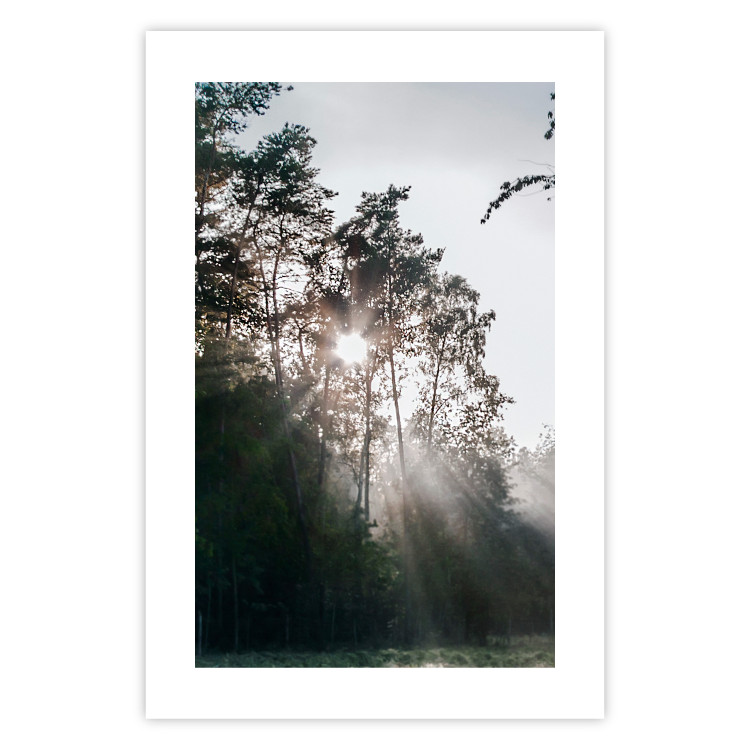 Poster New Hope - forest landscape among trees with sunrise in the background 137228 additionalImage 11
