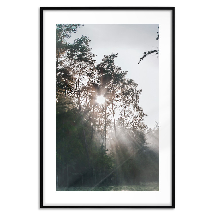 Poster New Hope - forest landscape among trees with sunrise in the background 137228 additionalImage 19