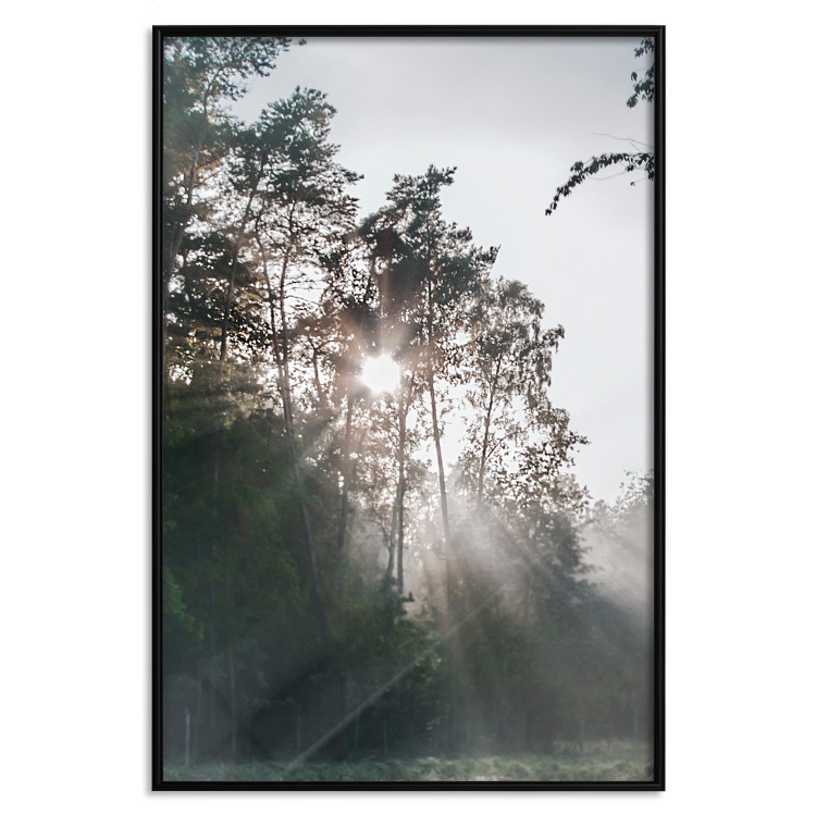 Poster New Hope - forest landscape among trees with sunrise in the background 137228 additionalImage 12