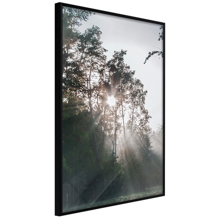 Poster New Hope - forest landscape among trees with sunrise in the background 137228 additionalImage 4
