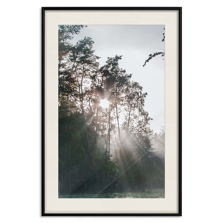 Poster New Hope - forest landscape among trees with sunrise in the background 137228 additionalImage 17