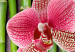 Canvas Print Bamboo and orchid 58828 additionalThumb 4