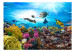 Wall Mural Coral reef 61728 additionalThumb 1