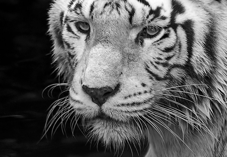 Canvas Shining Tiger (1 Part) Black and White Narrow 123338 additionalImage 5