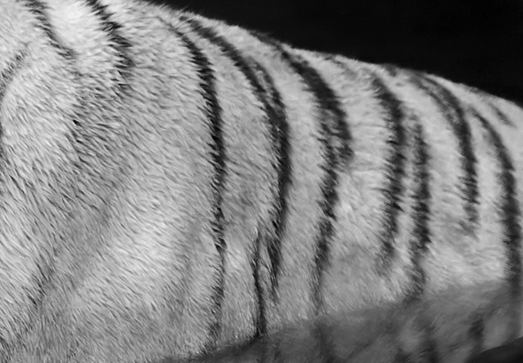 Canvas Shining Tiger (1 Part) Black and White Narrow 123338 additionalImage 4