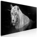 Canvas Shining Tiger (1 Part) Black and White Narrow 123338 additionalThumb 2
