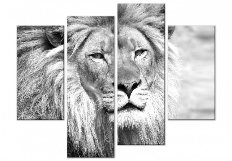 Canvas Lion in shades of grey - a four-part African landscape 127238