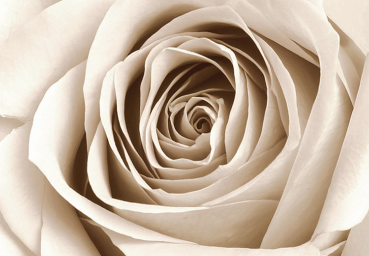 Canvas Pastel Swirl (1-part) vertical - rose on a light wooden background 128038 additionalImage 5