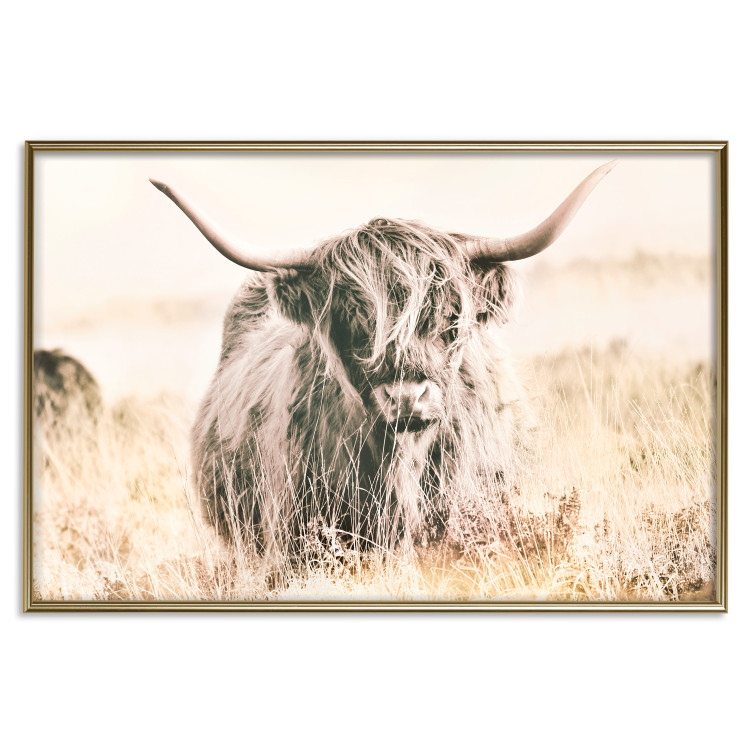 Poster Scottish Giant - black animal amidst a golden field landscape 129838 additionalImage 21