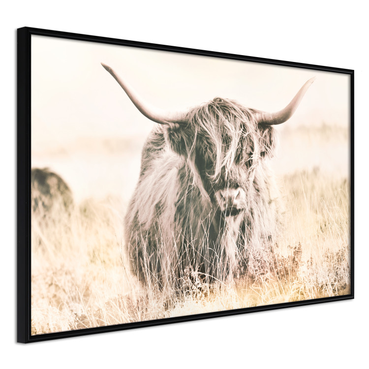 Poster Scottish Giant - black animal amidst a golden field landscape 129838 additionalImage 11