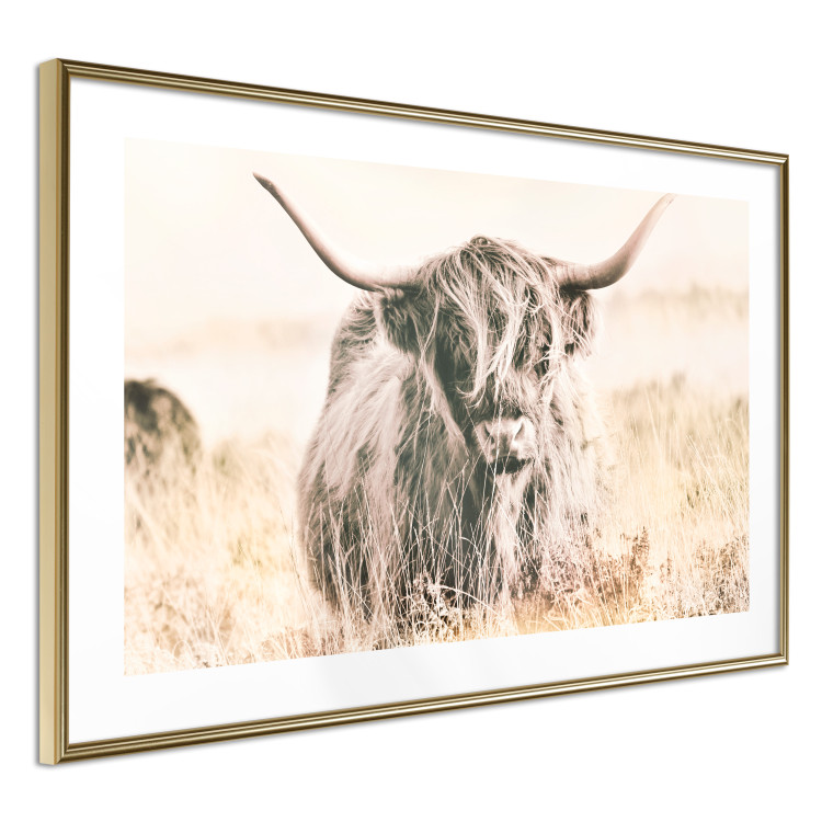 Poster Scottish Giant - black animal amidst a golden field landscape 129838 additionalImage 7