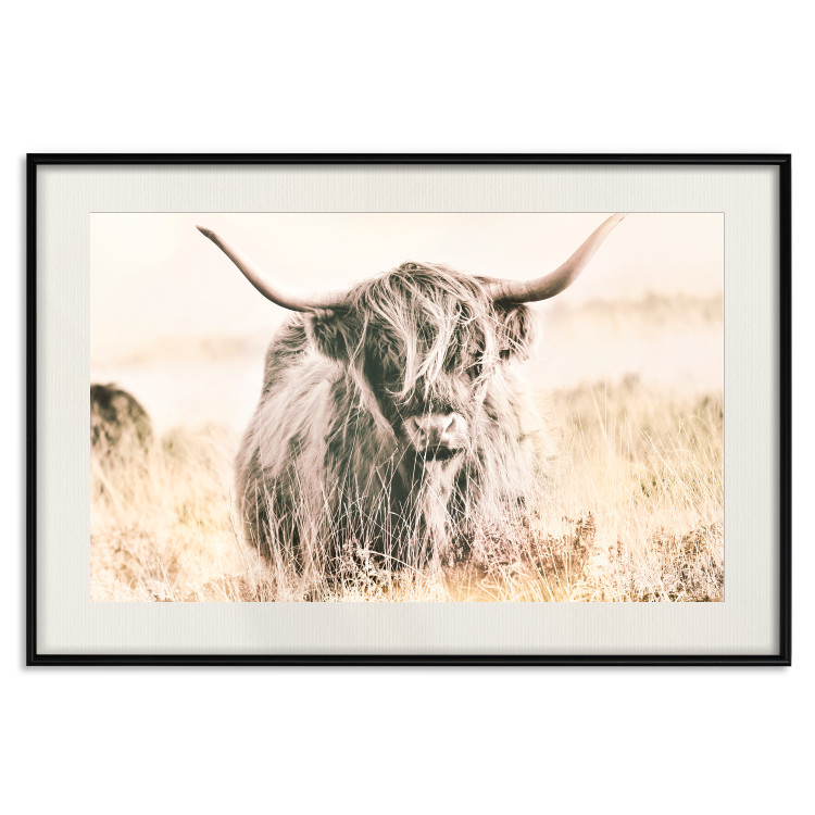 Poster Scottish Giant - black animal amidst a golden field landscape 129838 additionalImage 19