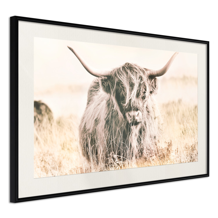 Poster Scottish Giant - black animal amidst a golden field landscape 129838 additionalImage 2
