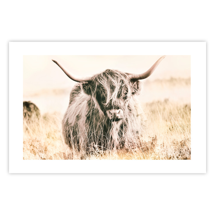 Poster Scottish Giant - black animal amidst a golden field landscape 129838 additionalImage 25