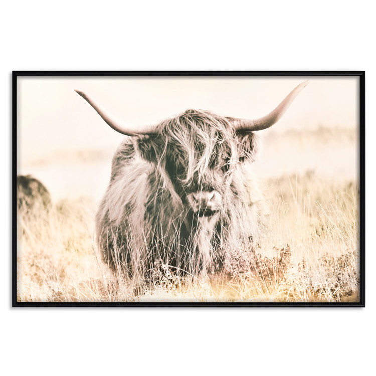 Poster Scottish Giant - black animal amidst a golden field landscape 129838 additionalImage 18