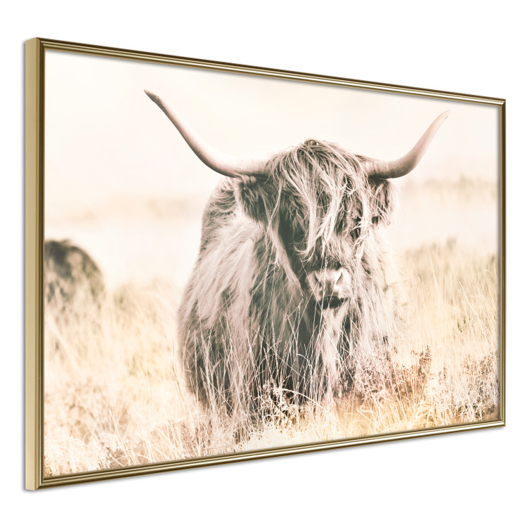 Poster Scottish Giant - black animal amidst a golden field landscape 129838 additionalImage 12