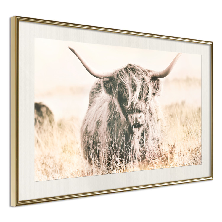 Poster Scottish Giant - black animal amidst a golden field landscape 129838 additionalImage 3