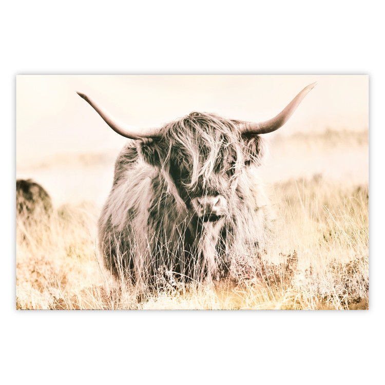 Poster Scottish Giant - black animal amidst a golden field landscape 129838