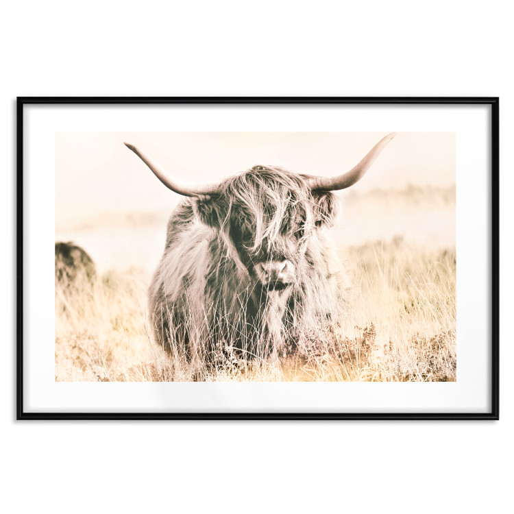 Poster Scottish Giant - black animal amidst a golden field landscape 129838 additionalImage 17