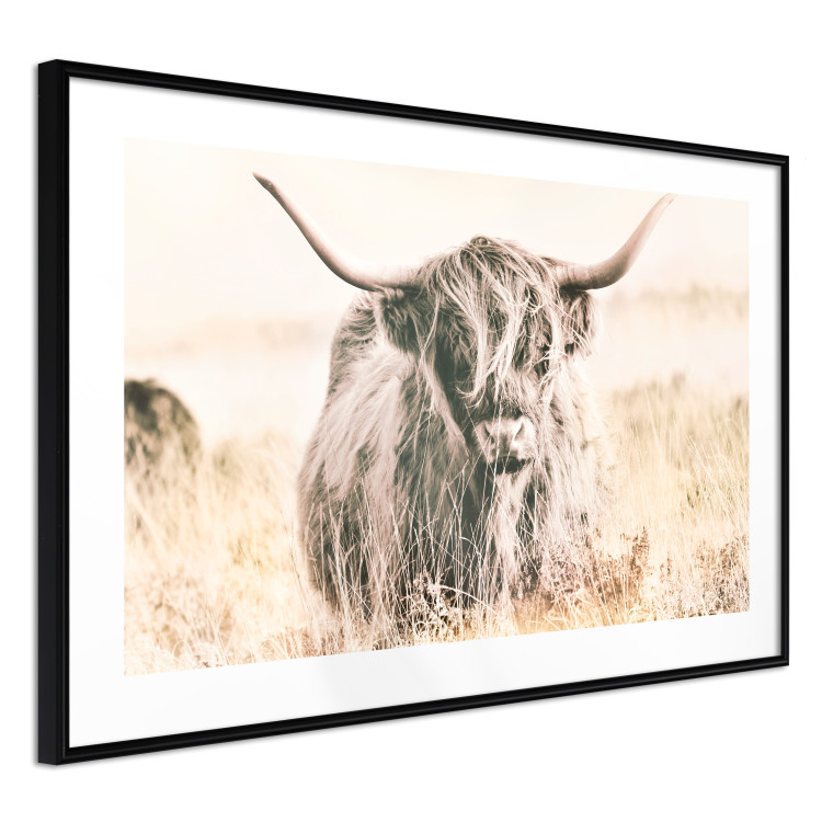 Poster Scottish Giant - black animal amidst a golden field landscape 129838 additionalImage 6