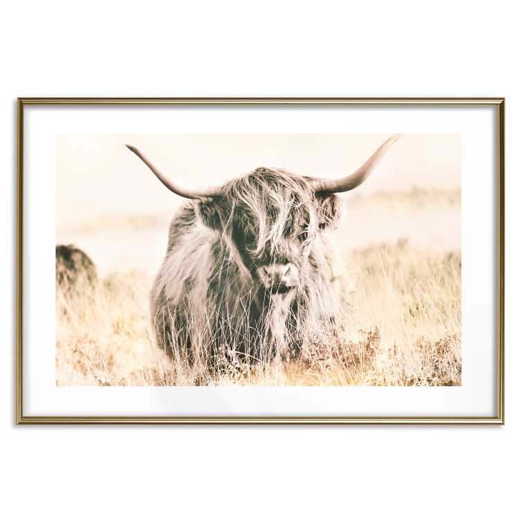 Poster Scottish Giant - black animal amidst a golden field landscape 129838 additionalImage 16