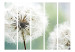 Room Divider Two Dandelions II - plants with white flowers on a light green background 134038 additionalThumb 3