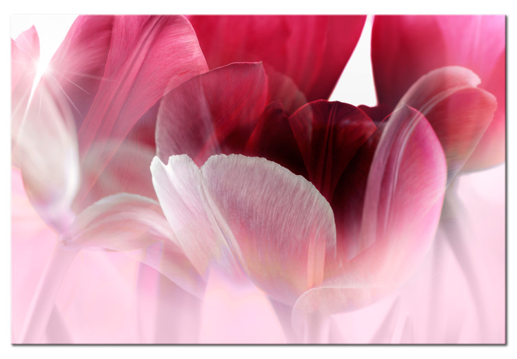 Canvas Print Nature: Pink Tulips 98038