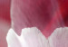 Canvas Print Nature: Pink Tulips 98038 additionalThumb 5