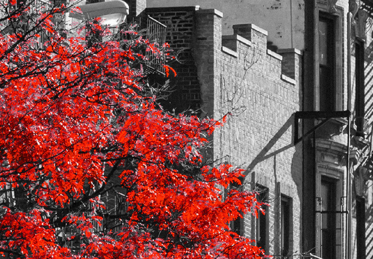 Wall Poster Autumn in New York - black and white urban landscape with a red tree 117148 additionalImage 11