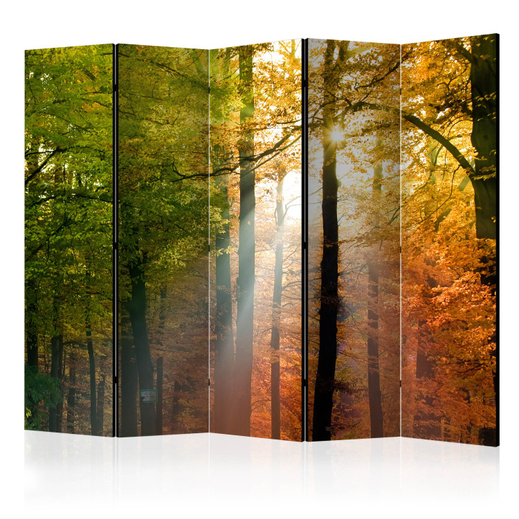 Room Divider Screen Forest Colors II (5-piece) - sunny landscape among forest trees 132948