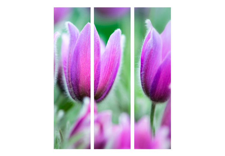 Room Divider Purple Spring Tulips - colorful flowers against green foliage 133948 additionalImage 3