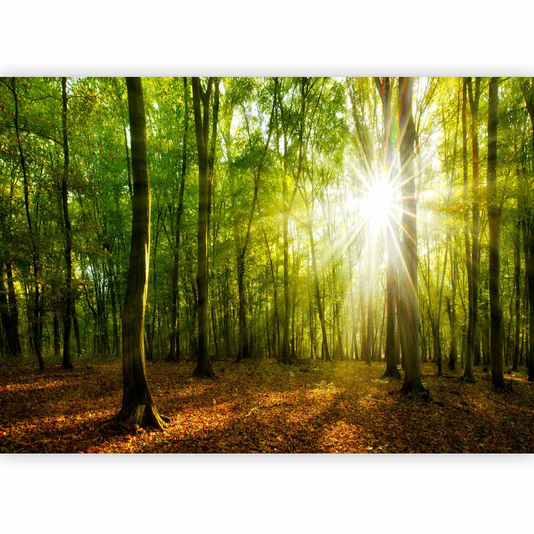 Wall Mural Sunlight penetrating through the treetops - landscape of green forest and leaves 138048 additionalImage 5