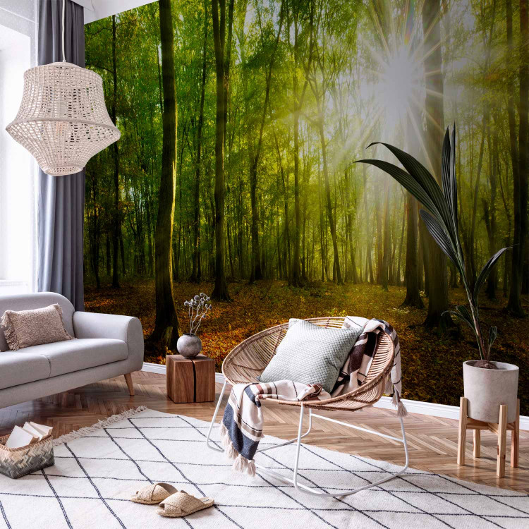 Wall Mural Sunlight penetrating through the treetops - landscape of green forest and leaves 138048