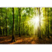 Wall Mural Sunlight penetrating through the treetops - landscape of green forest and leaves 138048 additionalThumb 5