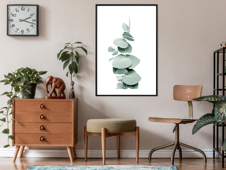 Poster Eucalyptus - Green Branch of a Plant on a White Background 146148 additionalImage 16