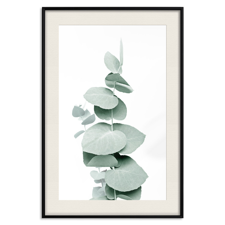 Poster Eucalyptus - Green Branch of a Plant on a White Background 146148 additionalImage 26