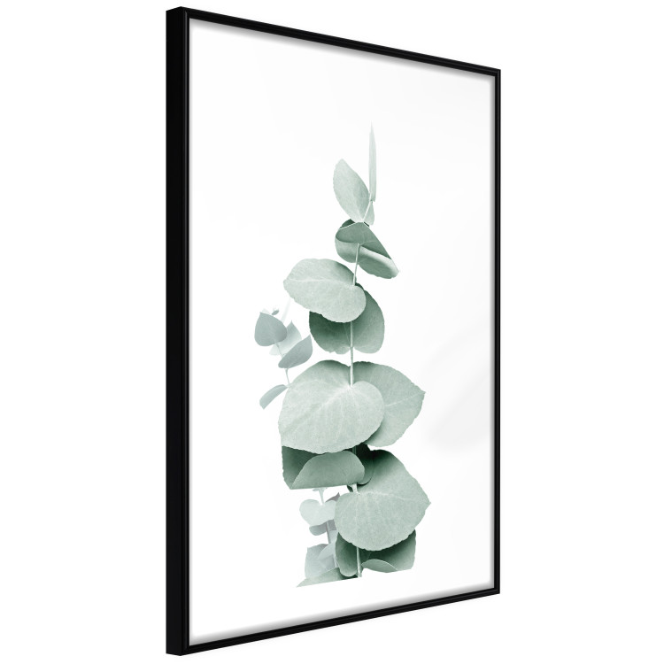 Poster Eucalyptus - Green Branch of a Plant on a White Background 146148 additionalImage 6